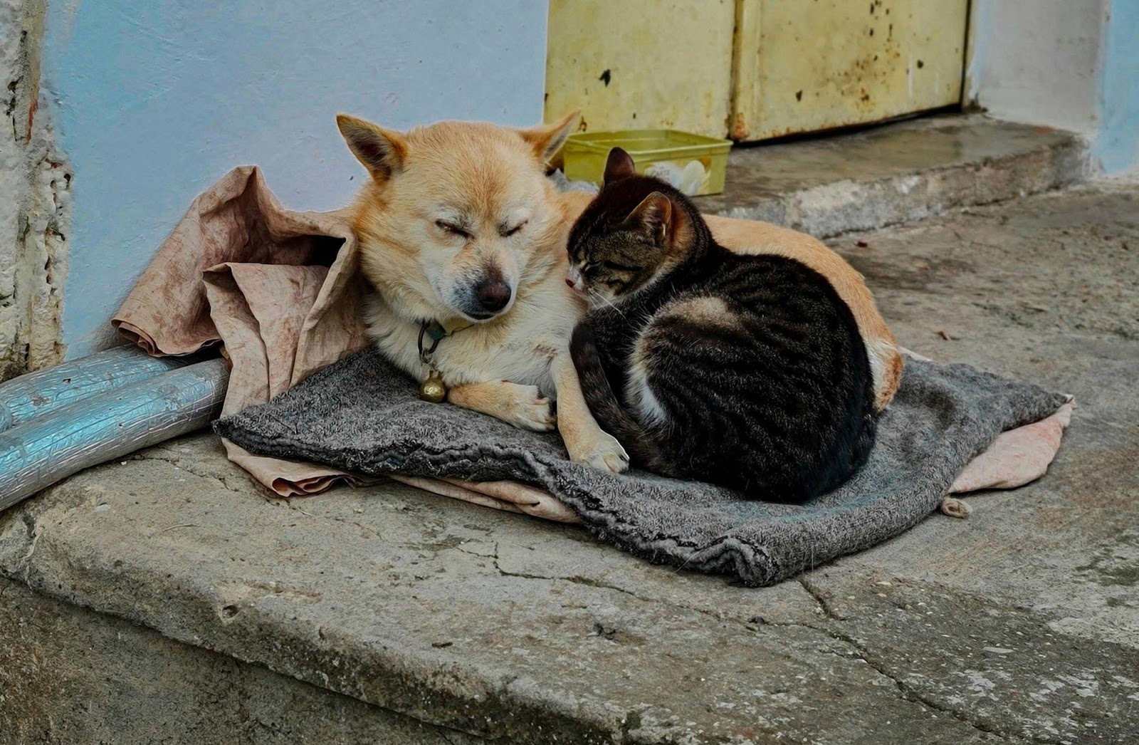 Heartwarming Cat-Dog Friendships That Will Restore Your Faith in Animals