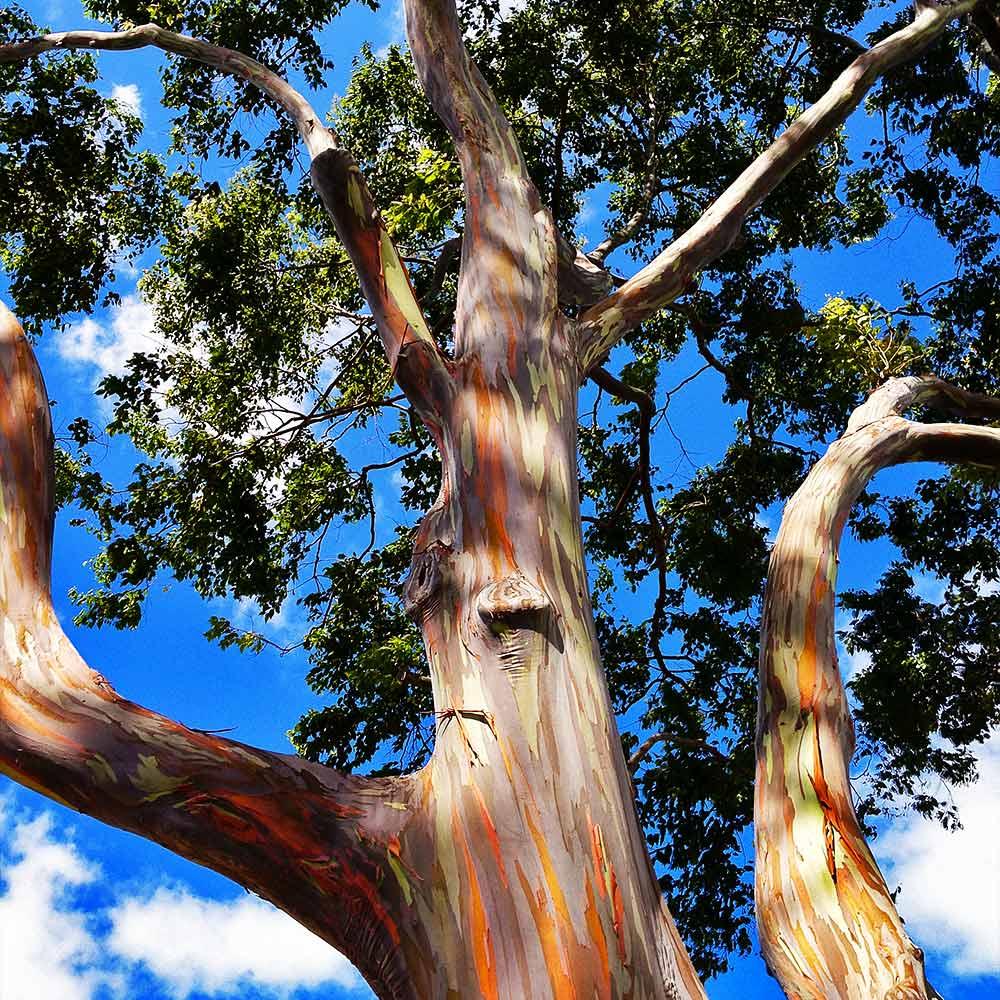 The Rainbow Eucalyptus Tree is a fast-growing tropical tree with unique, multi-color bark