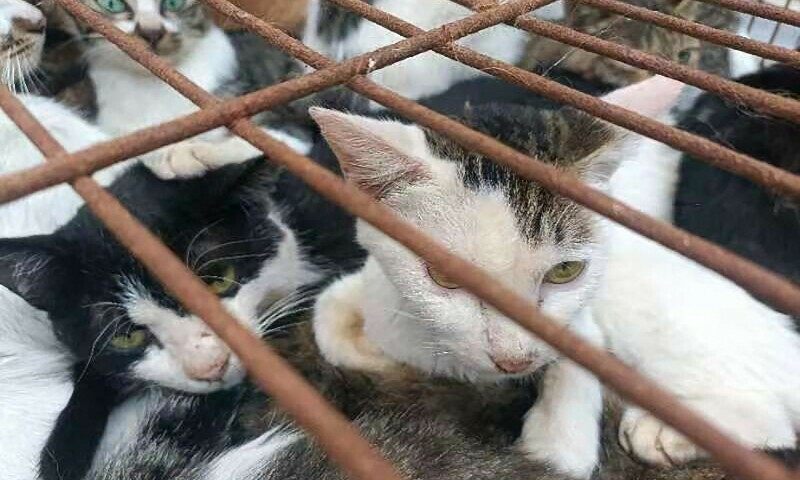Growing Opposition to Cat Meat Trade