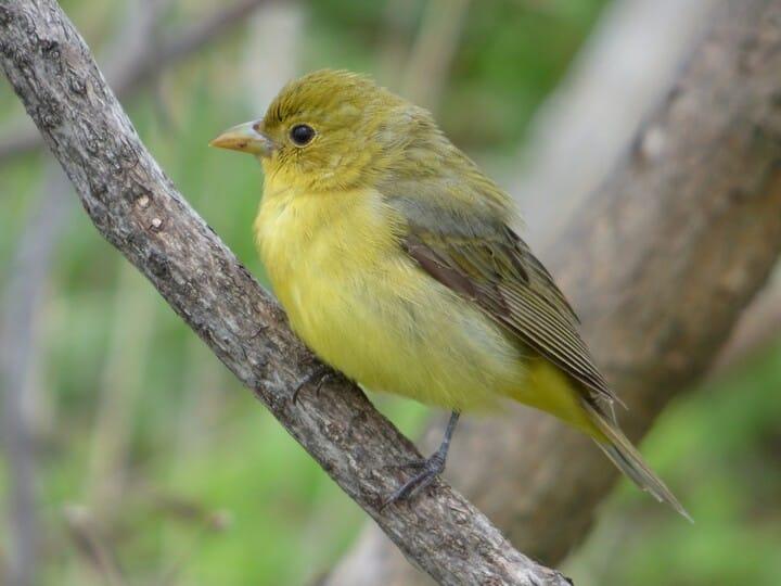 Scarlet Tanager Female