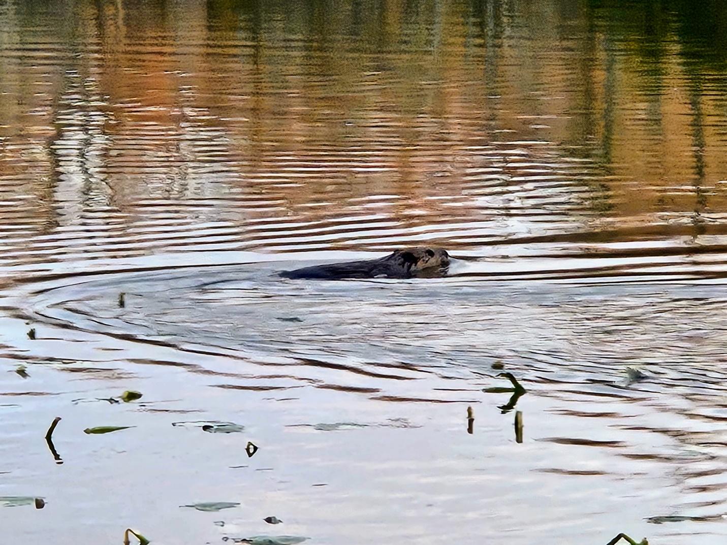 An animal swimming in the water

Description automatically generated