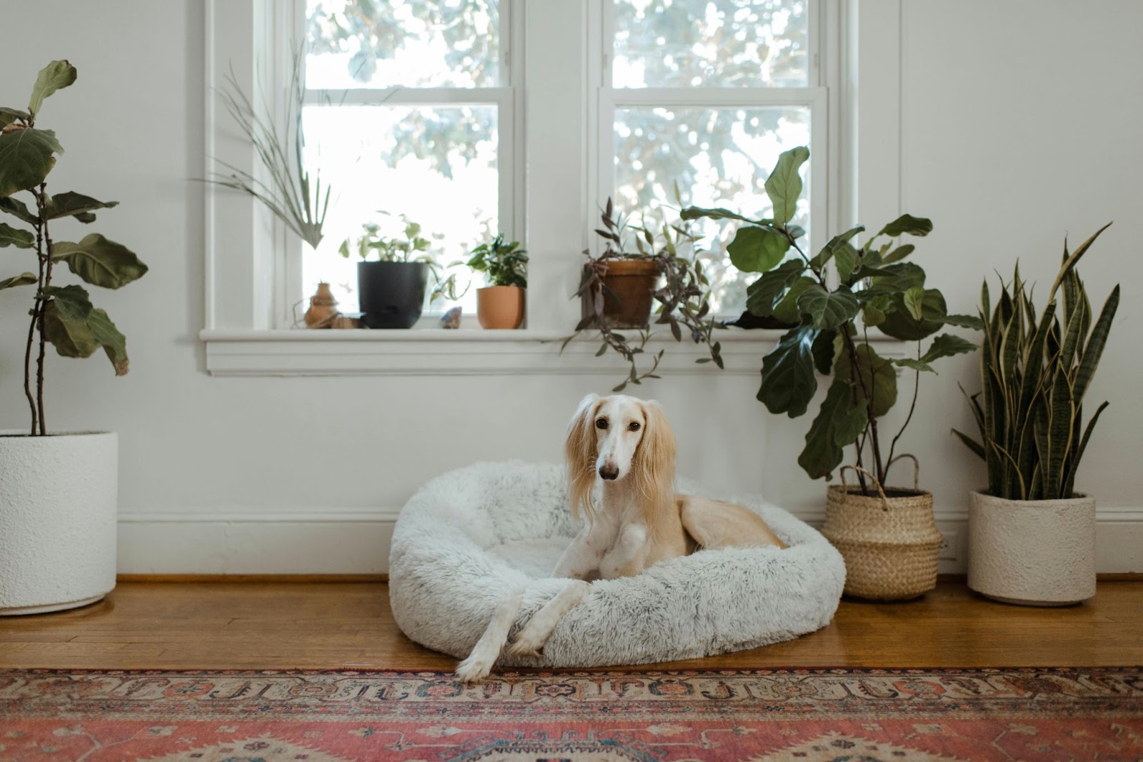 Hond geniet van een dutje op een rond kussen