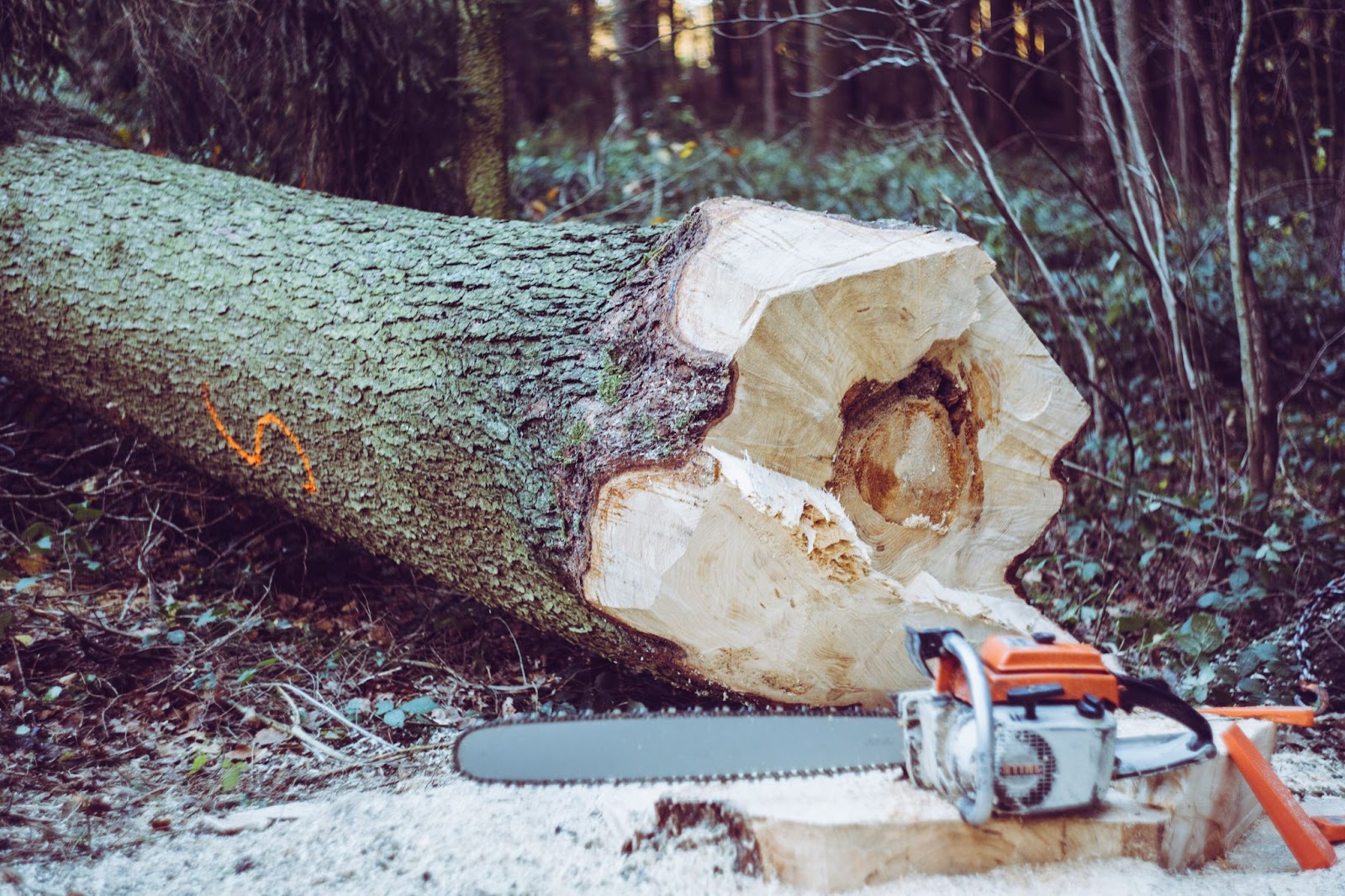 This image shows a heavy-duty chainsaw that has cut through thick wood, demonstrating its substantial cutting power.