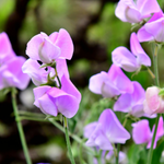 flowers name in kannada language