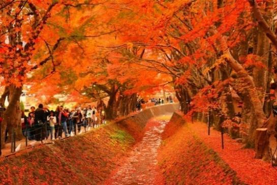 A group of people standing on a path with orange trees

Description automatically generated