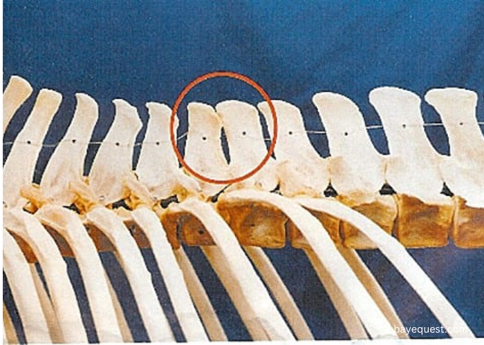 Kissing Spine in Horses