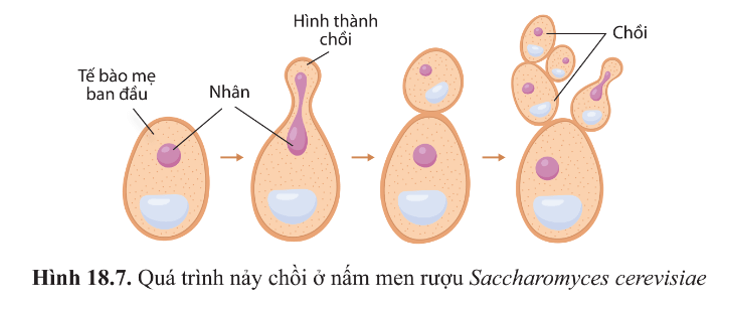 BÀI 18 - SINH TRƯỞNG VÀ SINH SẢN Ở VI SINH VẬT