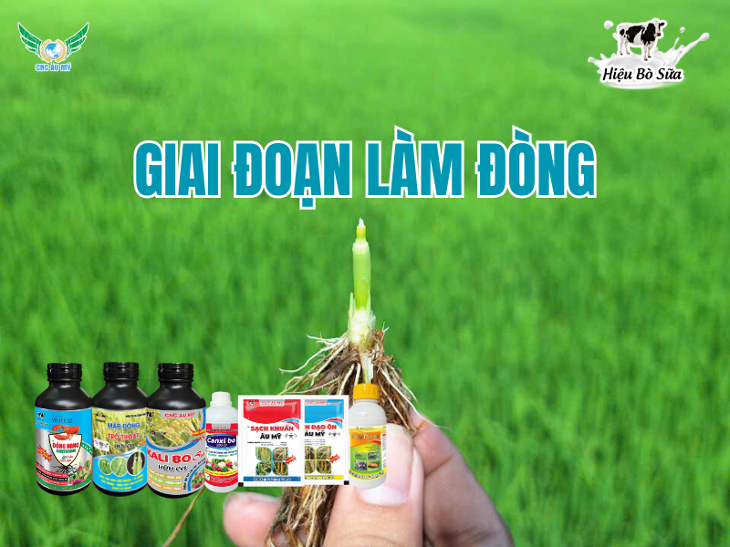 ỨNG DỤNG BỘ SẢN PHẨM CÔNG NGHỆ CAO ÂU MỸ TRÊN CÂY LÚA  