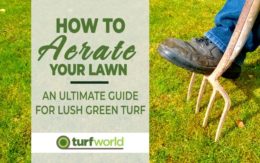 How to Aerate Lawn: A Step-by-Step Guide