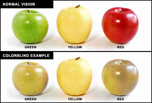 normal vision vs colorblind vision