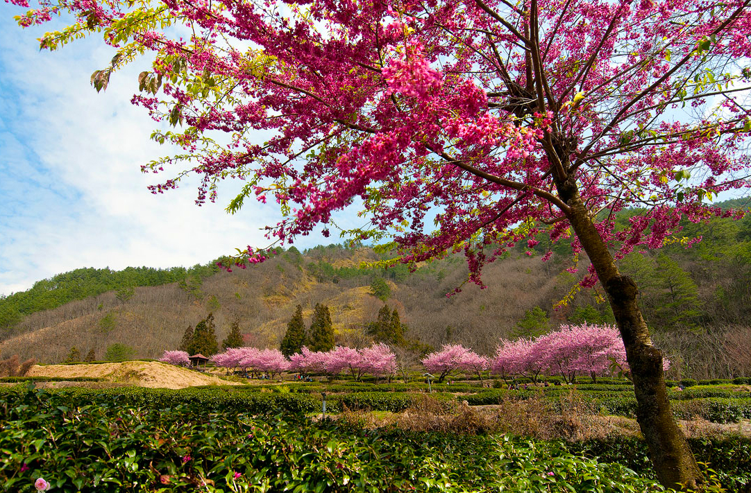 Wuling National Forest Recreation Area