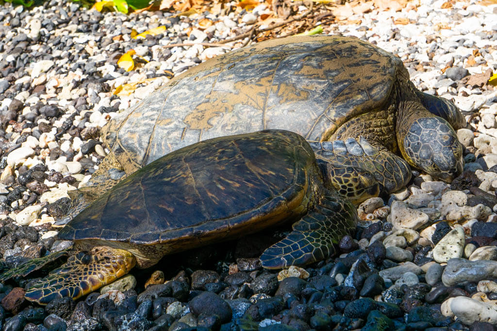 Green sea turtle in Hawaii
