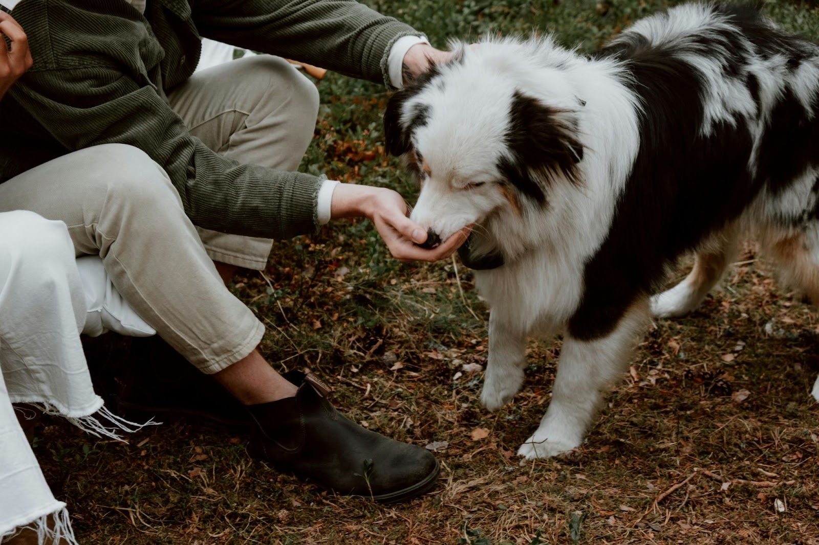 Black and White Dog Taking Treat from Owner