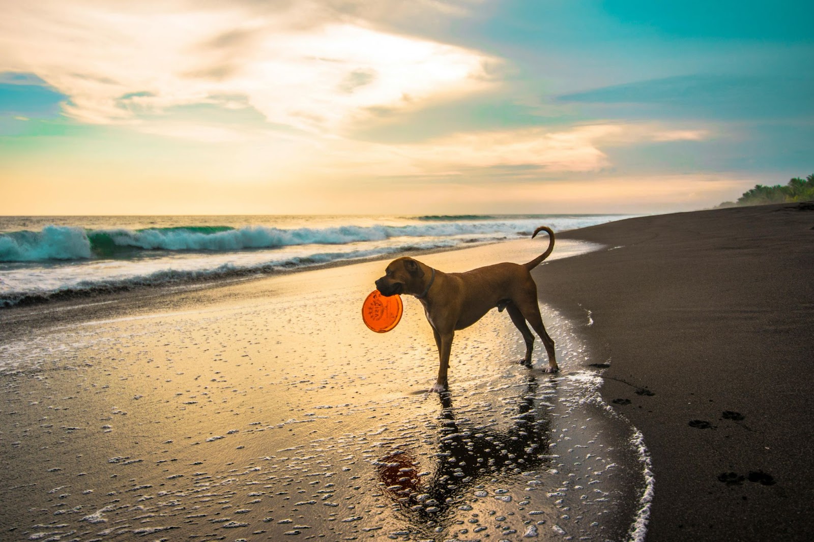 Large Brown Dog Holding Frisbee on Beach