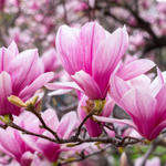 10 flowers name in Kannada
