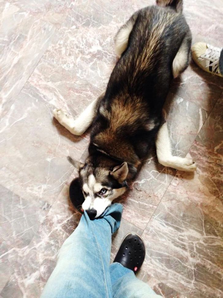 Before You Fall for Their Beauty: The Realities of Owning a Husky 5