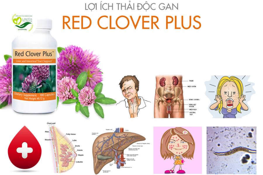 Công Dụng Của Thực Phẩm Thải Độc Gan Red Clover Plus Unicity