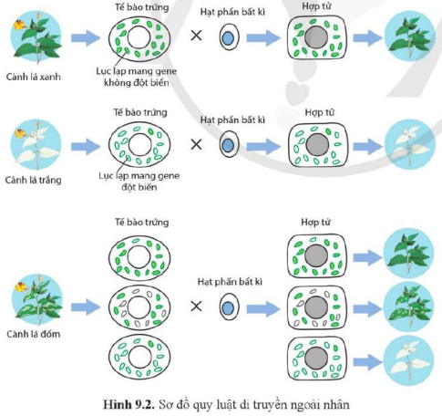 BÀI 9. DI TRUYỀN GENE NGOÀI NHÂN