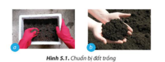 BÀI 5. TRỒNG VÀ CHĂM SÓC CÂY CẢI XANH1. Chuẩn bịCâu 1: Cần thực hiện những công việc gì trước khi tiến hành trồng cây cải xanh?Đáp án chuẩn:- Chọn vùng đất trồng rau.- Hạt giống cải xanh.- Phân bón, nước- Cuốc, xẻng, thùng tưới, gáo tưới nước.Câu 2: Mô tả những đặc điểm để nhận biết cây cải xanh phát triển tốt.Đáp án chuẩn:- Cây xanh không bị sâu, bệnh.- Lá cải nguyên vẹn, đều màu, có màu xanh đậm.Câu 3. Vì sao bao bì thuốc bảo vệ thực vật cần bỏ đúng nơi quy định?Đáp án chuẩn:- Hạn chế gây ô nhiễm môi trường, nguồn nước- Tránh ảnh hưởng đến sự sống động, thực vật- Hạn chế gây ảnh hưởng đến sức khỏe con người.3. Quy trình thực hành3.1 Chuẩn bị đất trồngCâu 4: Quan sát Hình 5.1 và cho biết trường hợp nào đảm bảo an toàn lao động trong khâu chuẩn bị đất trồng? Vì sao ? Đáp án chuẩn:Trường hợp 5.1a đảm bảo khâu chuẩn bị đất trồng. Vì trong đất có chứa nhiều vi khuẩn, đảm bảo môi trường sống cho cây,  cần phải đeo bao tay khi chuẩn bị đất.3.4. Chăm sóc câyCâu 5: Quan sát hình 5.2 và cho biết trường hợp nào đảm bảo an toàn lao động trong chăm sóc cây trồng. Vì sao?Đáp án chuẩn:Trong trường hợp 5.2b, để đảm bảo an toàn lao động khi chăm sóc cây trồng, cần mặc áo bảo hộ, đeo khẩu trang, bao tay và đội mũ để bảo vệ bản thân tránh tiếp xúc trực tiếp với thuốc bảo vệ cây trồng độc hại.Luyện tậpCâu 1: Quan sát Hình 5.3 và cho biết cây nào là cây cải xanh đã đực hướng dẫn trồng ở trên. Các cây trong hình còn lại có tên là gì? Theo em, cách trồng những cây cải này có giống cách trồng cải xanh không?Đáp án chuẩn:- Cây cải xanh được hướng dẫn trồng ở trên là hình d.- Các cây còn lại trong hình là:a. Cải ngồngb. Xà lách xoănc. Cải bó xôie. Xà láchf. Cải thìa ( cải chip)Theo em, cách trồng những cây cải này giống cách trồng cải xanh. Vì đó đều là các loại rau xanh ăn láCâu 2: Theo em, quy trình trồng cải xanh vừa học đã áp dụng các biện pháp trồng trọt hữu cơ như thế nào?Đáp án chuẩn:- Không sử dụng thuốc trừ sâu, thuốc diệt cỏ độc hại.- Không sử dụng phân bón hóa học.- Không sử dụng chất kích thích phát triển.=> Mang tới nguồn rau sạch, an toàn chất lượng cho người tiêu dùng.Vận dụng