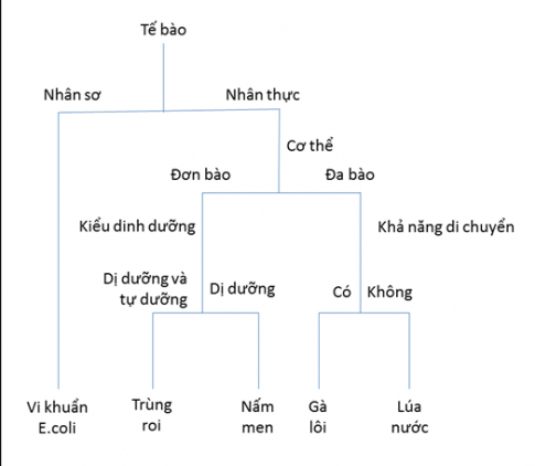 BÀI 23 THỰC HÀNH XÂY DỰNG KHÓA LƯỠNG PHÂN2. CÁCH TIẾN HÀNHCâu 1: Quan sát hình 23.1, em hãy nêu các đặc điểm dùng để phân loại bảy bộ côn trùngĐáp án chuẩn:Các đặc điểm: cánh, kiểu miệng nhai, số lượng cánh, cánh trước có dạng màng, mặt trước cánh không có vảy, kim chích ở bụng cuối của con cái.Câu 2: Dựa vào hình 23.1, 23.2 và bảng đặc điểm, em hãy gọi tên các bộ côn trùng từ a đến hĐáp án chuẩn:a) Bộ không cánh    b) Bộ cánh nửa     c) Bộ hai cánh     d) Bộ cánh cứng      e) Bộ cánh vảy      g) Bộ cánh mạng        h) Bộ cánh màngBÁO CÁO KẾT QUẢ THỰC HÀNH