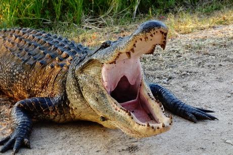 A crocodile with its mouth open

AI-generated content may be incorrect.