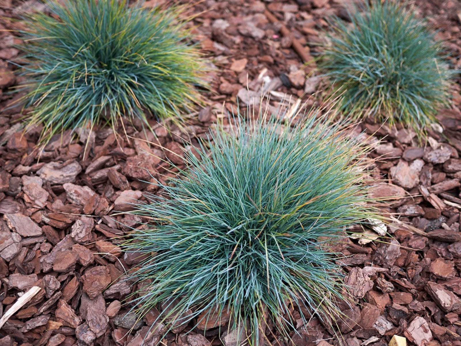 Blue Fescue Botanical Profile