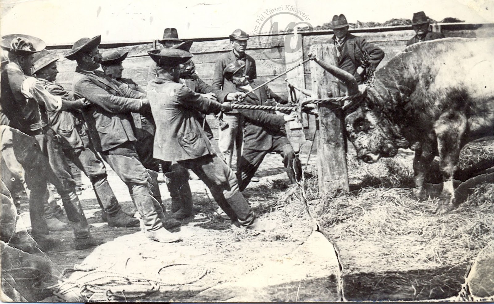 Kendereskert, bikagombozás. 1930 körül