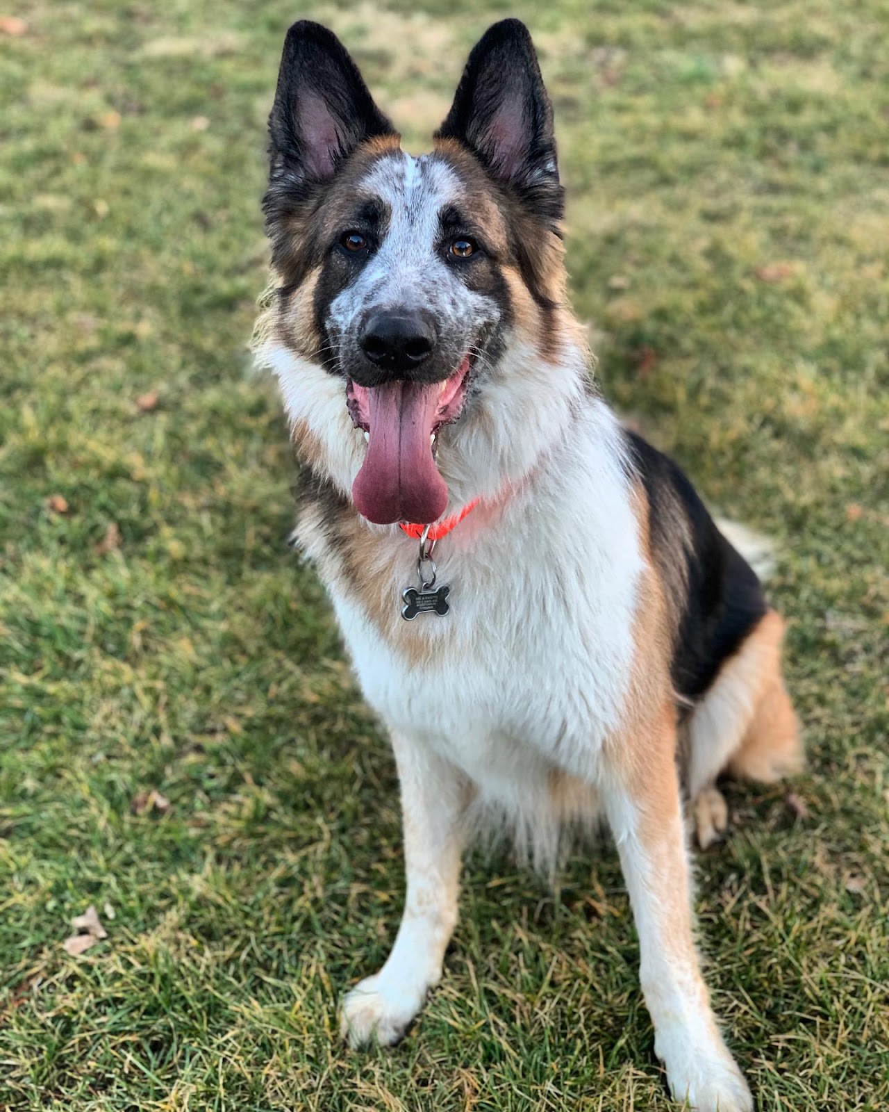 Photo by Arlo & Kodiak🐾 on January 19, 2020.