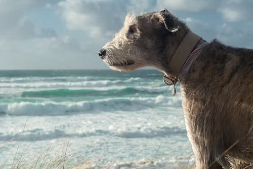 Spanish Water Dog