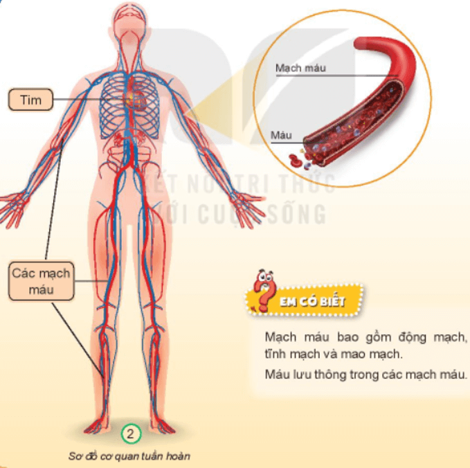 BÀI 20. CƠ QUAN TUẦN HOÀNMỞ ĐẦUCâu hỏi: Cùng thực hiện:Hãy đặt bàn tay lên ngực hoặc lên cổ và ấn nhẹ, em cảm nhận thấy gì?Giải nhanh:Khi đặt bàn tay lên ngực hoặc lên cổ và ấn nhẹ, em cảm nhận được từng nhịp đập.KHÁM PHÁCâu 1: Quan sát hình, chỉ và nói tên các bộ phận chính của cơ quan tuần hoàn.Giải nhanh:Các bộ phận chính của cơ quan tuần hoàn là: tim và các mạch máu.Câu 2: Quan sát hình 3 và cho biết chức năng một số bộ phận của cơ quan tuần hoàn.Giải nhanh:Mao mạch: nối động mạch với tĩnh mạch.Tim: co bóp, đẩy máu đi khắp cơ thể.Tĩnh mạch: đưa máu từ các cơ quan của cơ thể về tim.Động mạch: đưa máu từ tim đến các cơ quan.Câu 3: Cơ quan tuần hoàn có chức năng gì?Giải nhanh:Cơ quan tuần hoàn có chức năng vận chuyển máu chứa khí ô-xi và chất dinh dưỡng đi nuôi cơ thể, thu nhận khí các-bô-níc và chất thải đưa ra khỏi cơ thể.THỰC HÀNHCâu hỏi: Hãy xếp các thẻ chữ thích hợp vào sơ đồ quan tuần hoàn và nêu chức năng của chúng. Giải nhanh:VẬN DỤNG