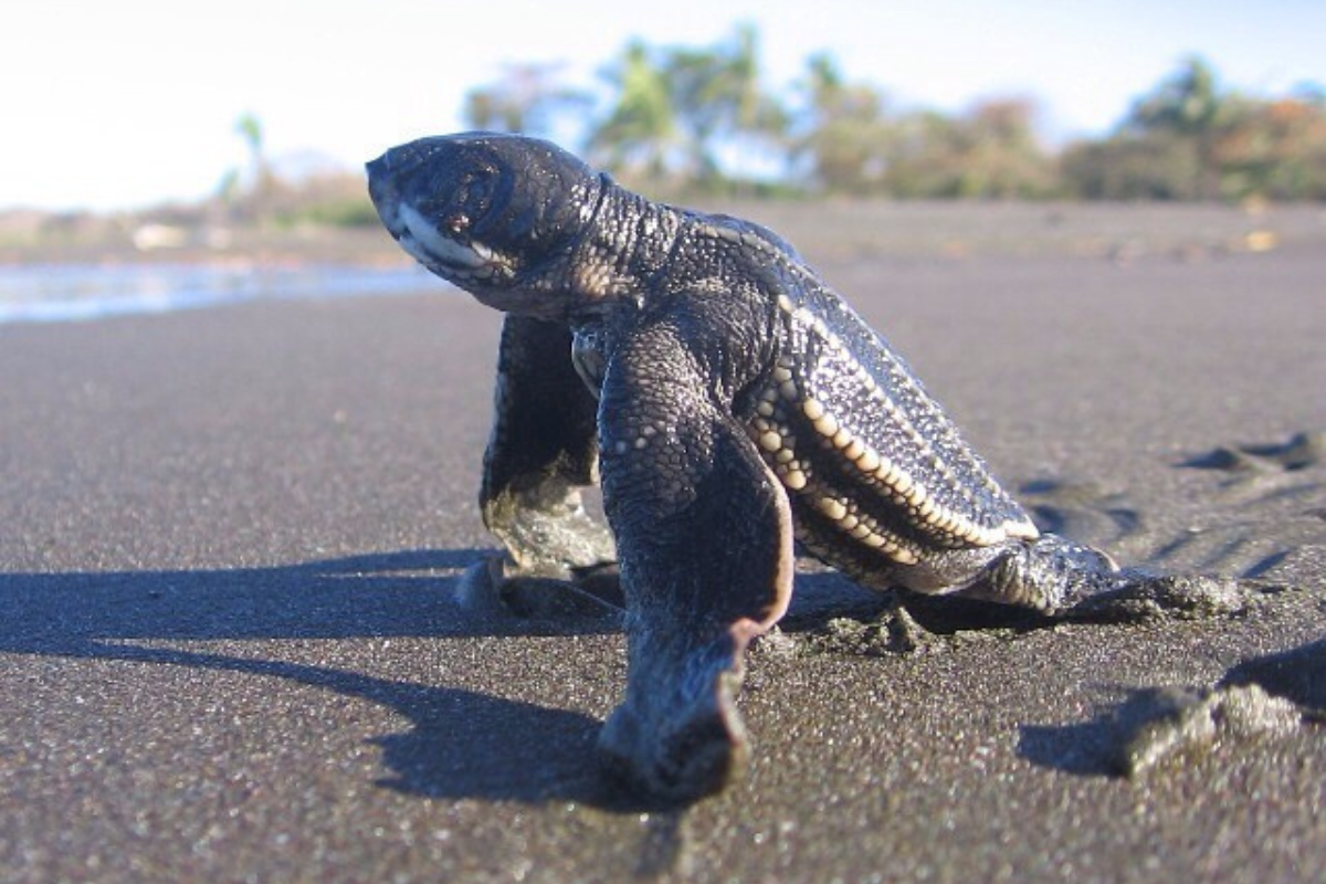 leatherback turtle in Brasilito Costa Rica