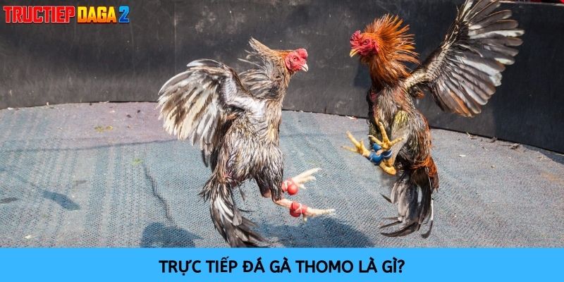 Trực tiếp chọi gà Thomo đem lại những trận đấu được phát trực tiếp từ trường gà