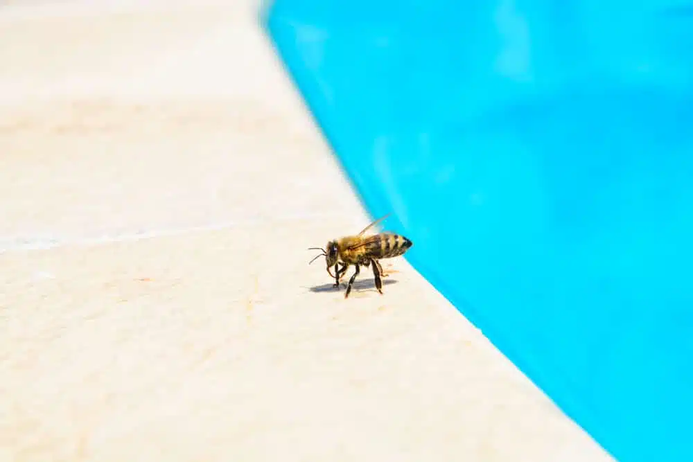 L'eau et les abeilles : l'importance de l'eau dans leur quotidien - ALIMENTATION & NOURRISSEMENT