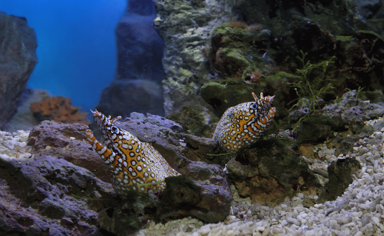 Japanese Dragon Eel