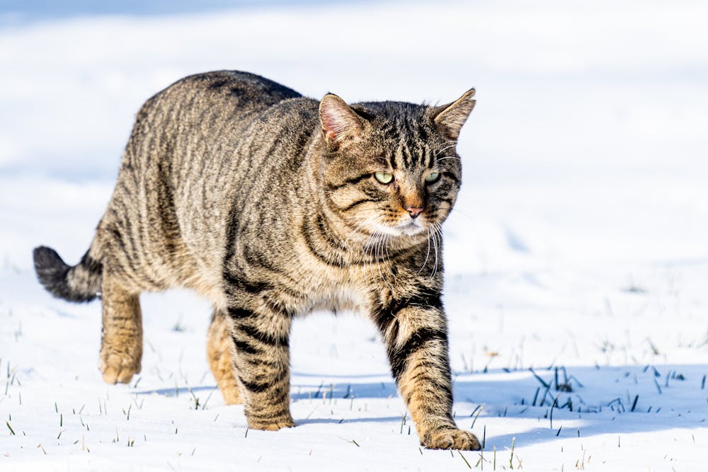 Curious cat walking on snowy meadow
