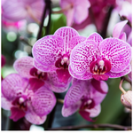 10 flowers name in arabic
