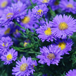 arabic flower names in english
