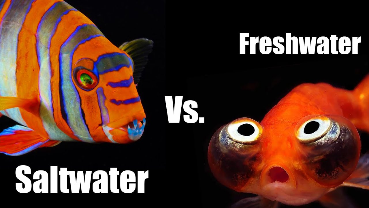 Which is Better Freshwater Or Saltwater Fish: Expert Comparison