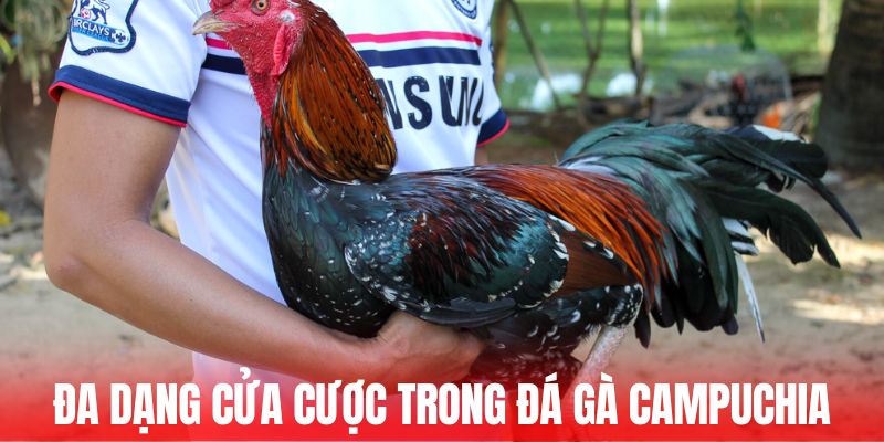 Đa dạng cửa cược trong đá gà Campuchia