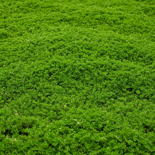 Dichondra Repens: A Lush Spring Ground Cover for Lawns