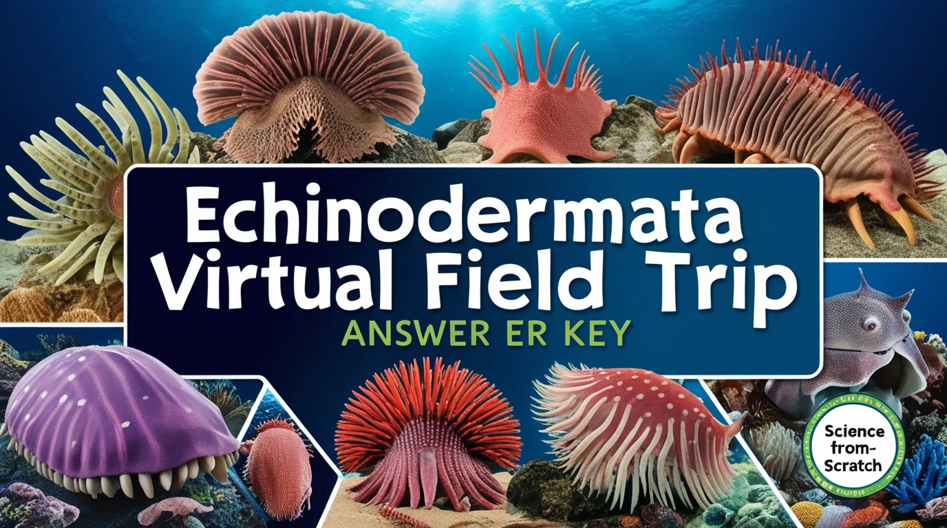 Science from Scratch Echinodermata Virtual Field Trip Answer Key