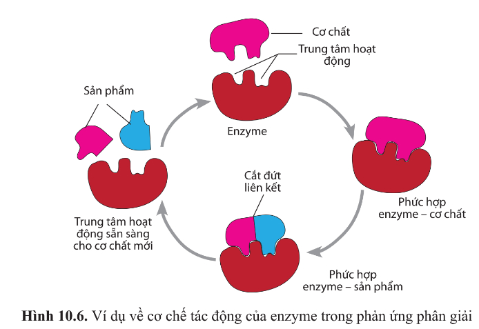 BÀI 10 - SỰ CHUYỂN HÓA NĂNG LƯỢNG VÀ ENZYME