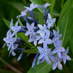 Bluestar Flower