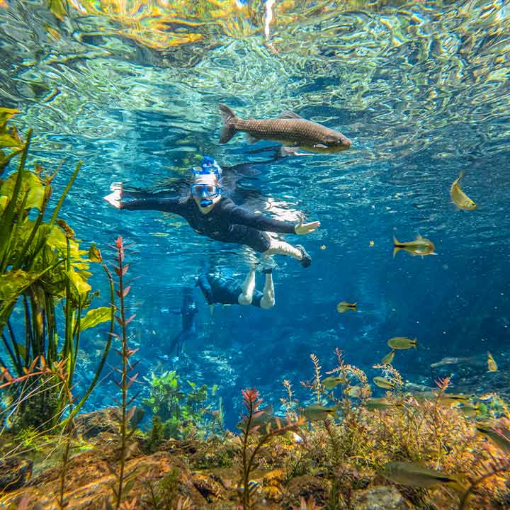 Visitante fazendo snorkeling em um belo aquário de água cristalina, rodeado por peixes coloridos e plantas aquáticas, explorando a vida marinha em um ambiente natural aquático.