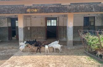 C:\Users\dr hmar.LPM\Desktop\Infrastructure LFP\Goat photos\WhatsApp Image 2025-04-29 at 11.51.30 AM (1).jpeg