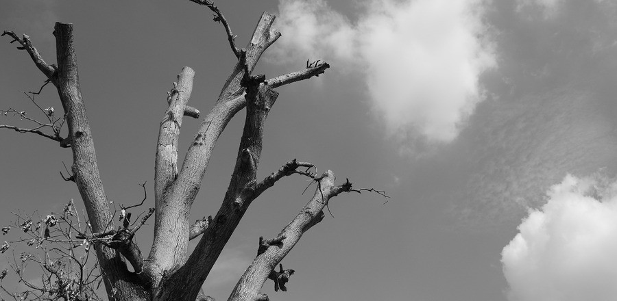 Summer Heat Stress for Trees