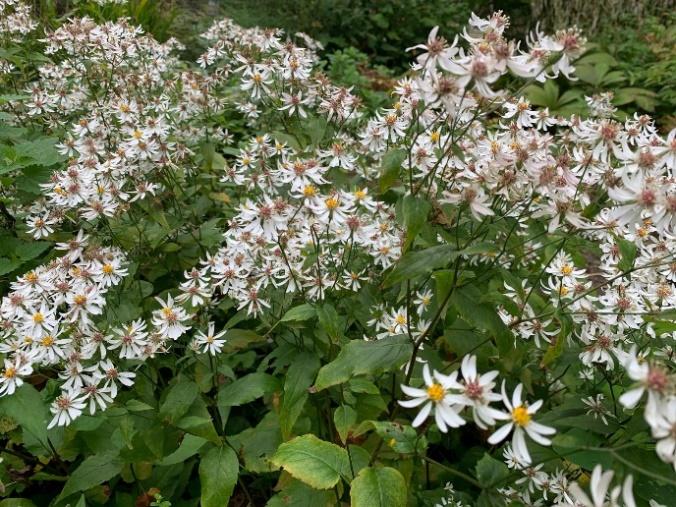 Afbeelding met plant, bloem, boom, aster

Automatisch gegenereerde beschrijving