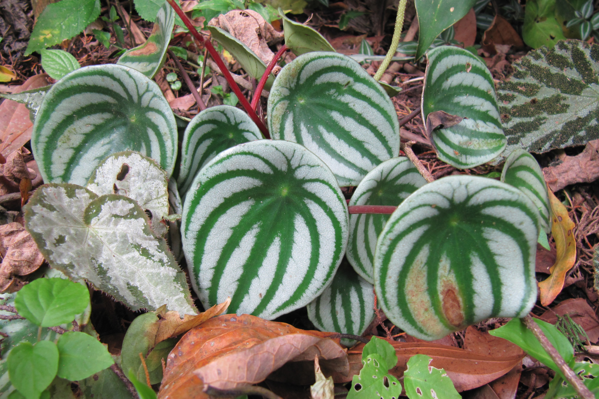 Orchid garden near Bejuco