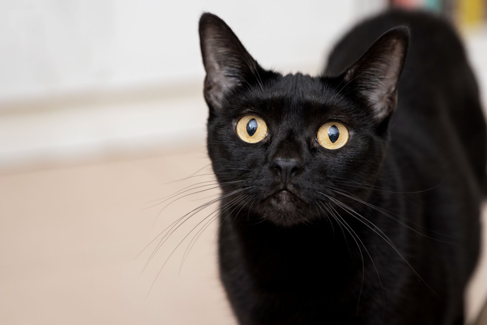 black cat with yellow eyes
