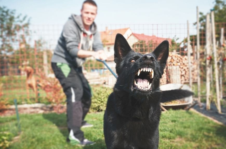 How to stop a dog from barking at everyone?